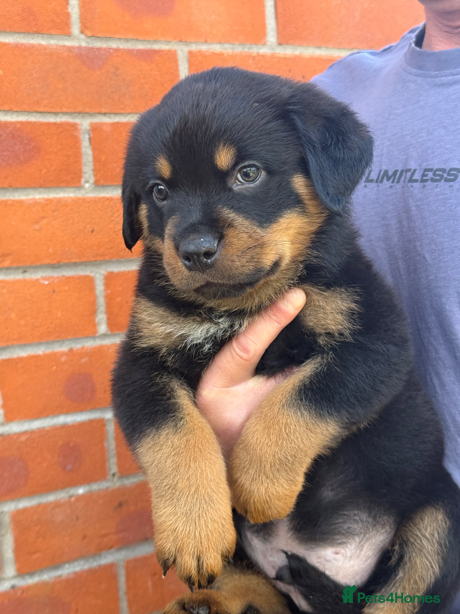 Rottweiler dogs Stunning chunky Rottweiler puppies - 6 boys  - Advert 1