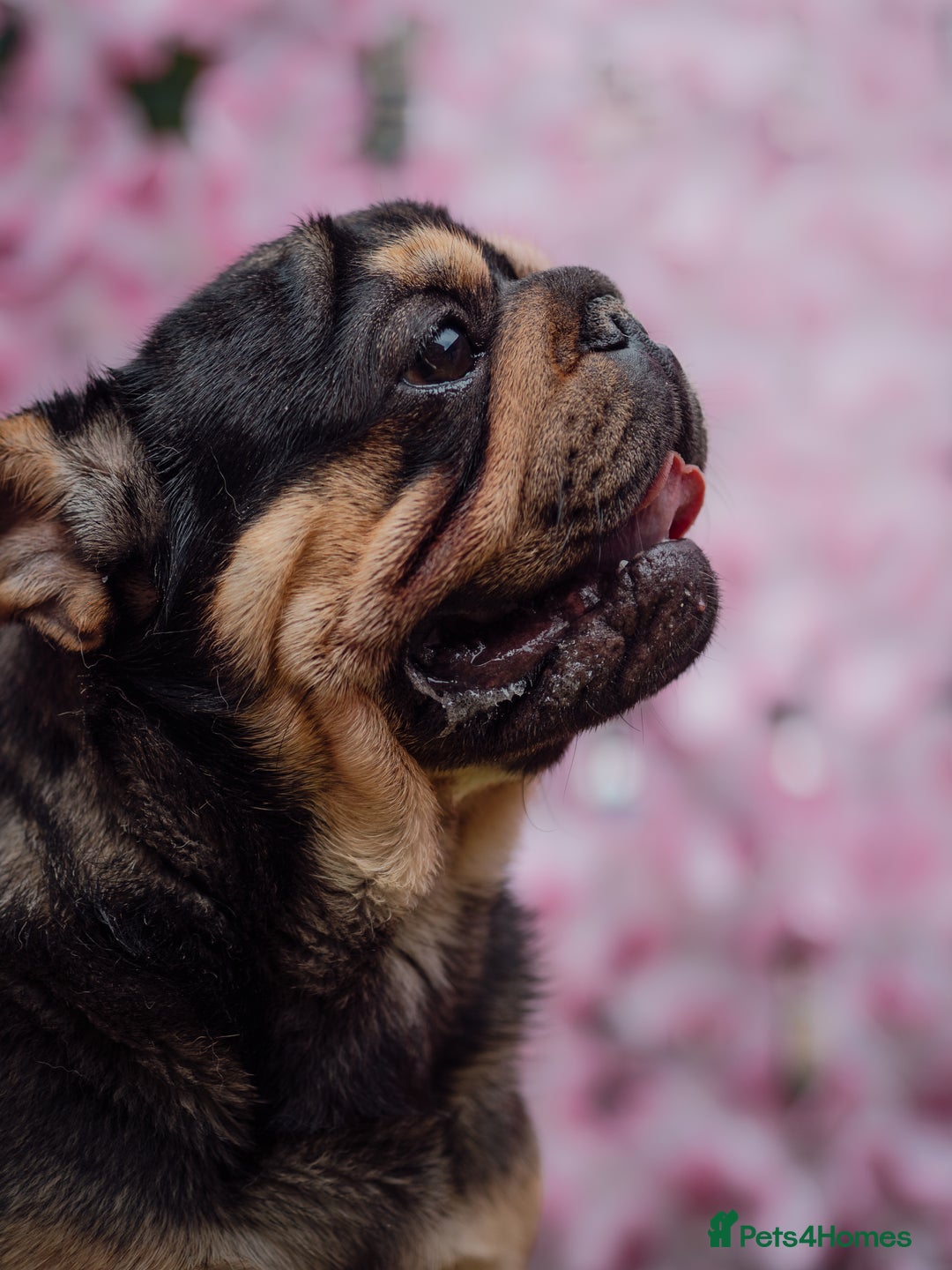 French Bulldog dogs for stud: VELVET VADA LOOKING FOR THE LADIES 🤩 - Image 5