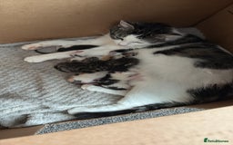 Ragdoll cats for sale: Four ragdoll crosses available - Image 8