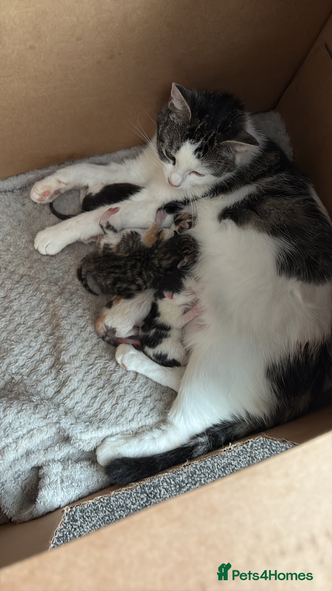 Ragdoll cats for sale: Four ragdoll crosses available - Image 8