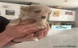 Mixed Breed dogs for sale: REDUCED - Cockapoochi Puppies - READY TO VIEW 🐶 - Image 6