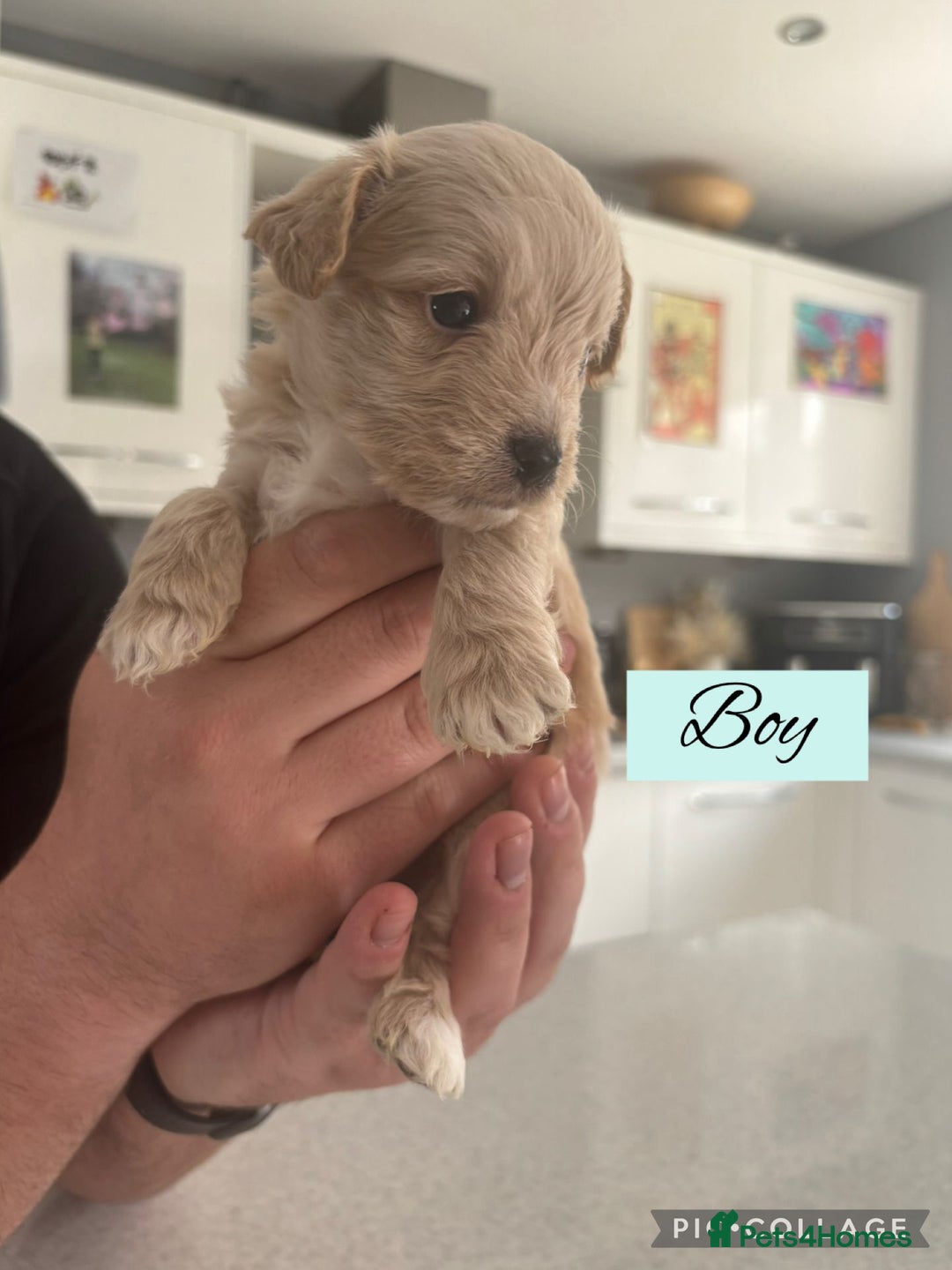 Mixed Breed dogs for sale: REDUCED - Cockapoochi Puppies - READY TO VIEW 🐶 - Image 6
