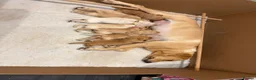 Labrador Retriever dogs for sale: Pedigree yellow Labrador Retriever Puppies  in Paignton - Advert 1