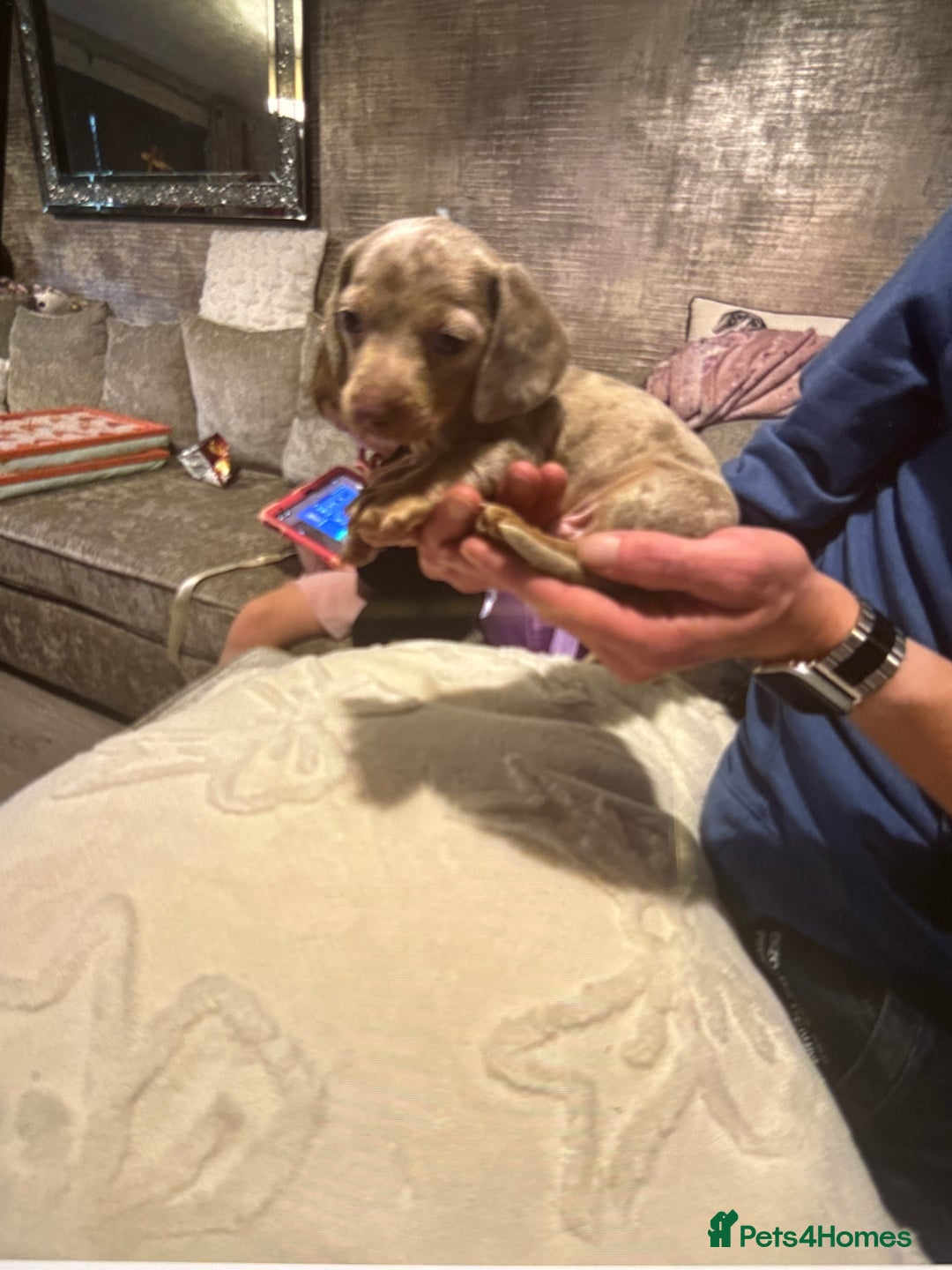 Miniature Dachshund dogs for sale: Miniature dachshund puppies  - Advert 2
