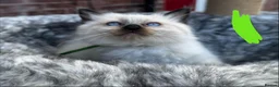 Ragdoll cats for sale: Pure breed ragdoll kittens READY NOW  - Advert 5