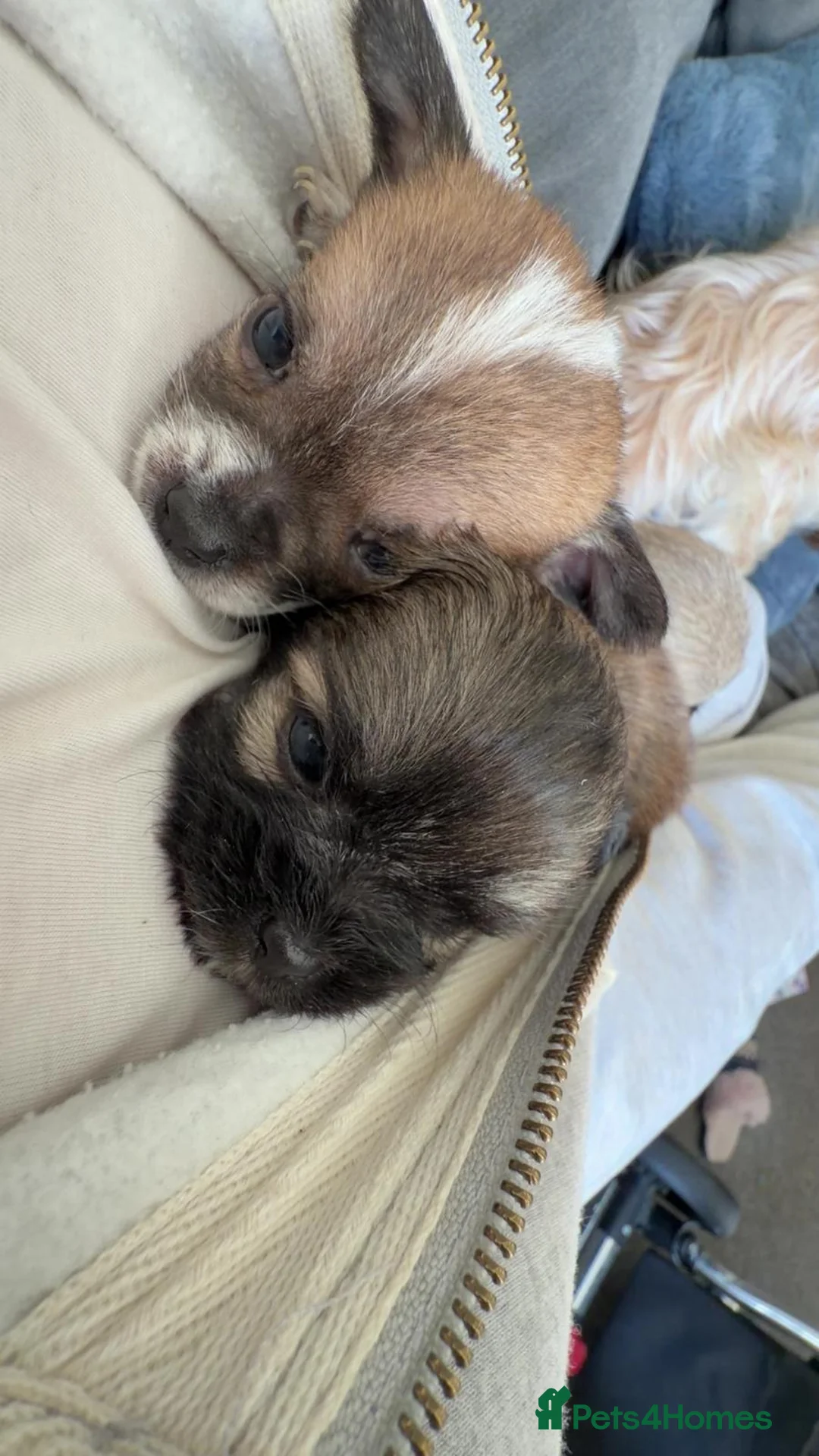 Mixed Breed dogs for sale: Beautiful puppies looking for loving homes - Advert 8
