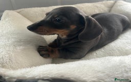 Miniature Dachshund dogs for sale: Miniature dachshund  - Image 12