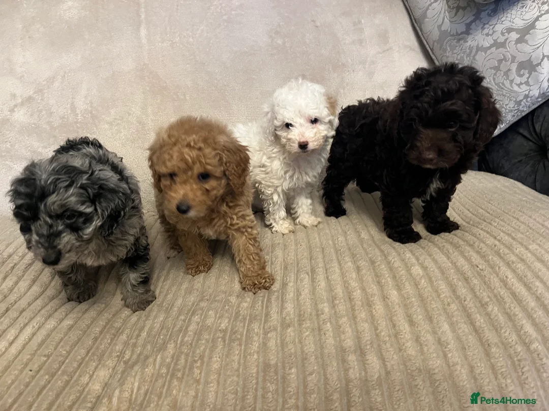 Cockapoo dogs for sale: Stunning f1b cockapoo puppys  - Advert 10