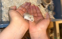 Hamster rodents for sale: roborovski dwarf hamster - Image 4