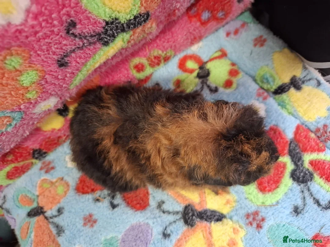 Guinea Pig rodents for sale: Baby Longhaired Boars Texel/Merino/Teddies RTR  - Advert 2