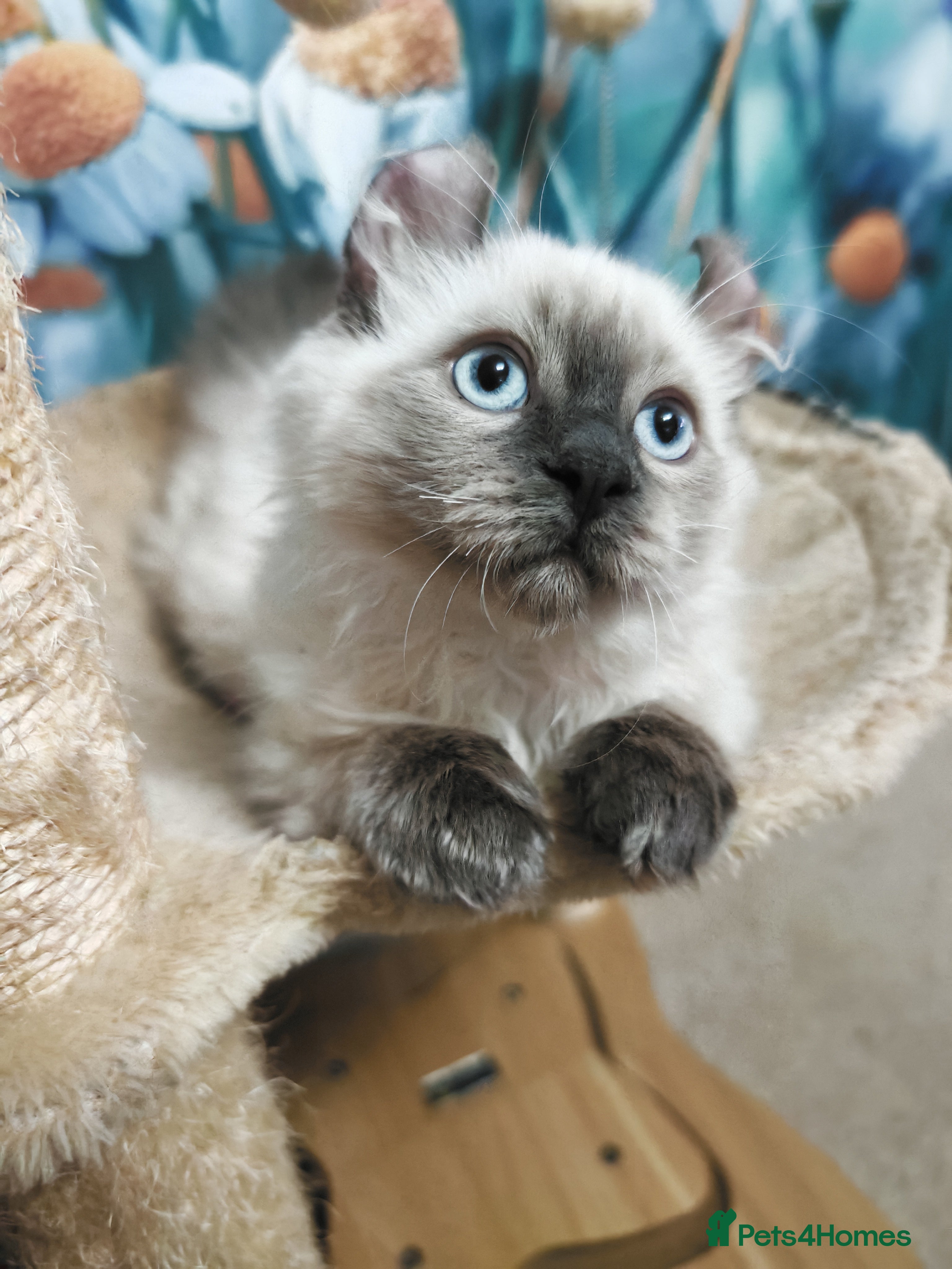 Mixed Breed cats RARE, Unique, Affectionate boys available!  - Advert 2