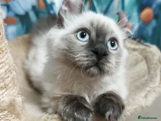 Mixed Breed cats RARE, Unique, Affectionate boys available! - Advert 2