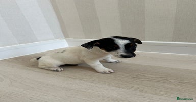 Mixed Breed dogs - Advert 12