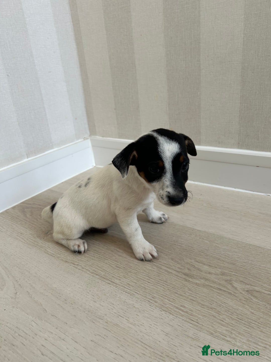 Mixed Breed dogs for sale: Jack Russell Boy  - Image 3