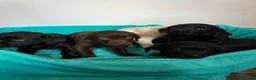 Labrador Retriever dogs for sale: Gorgeous Labrador puppies  in Ingatestone - Advert 15
