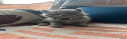 British Shorthair cats for sale: 🏆💫GCCF REGISTERED CHUNKY KITTIES💫🏆 - Advert 28