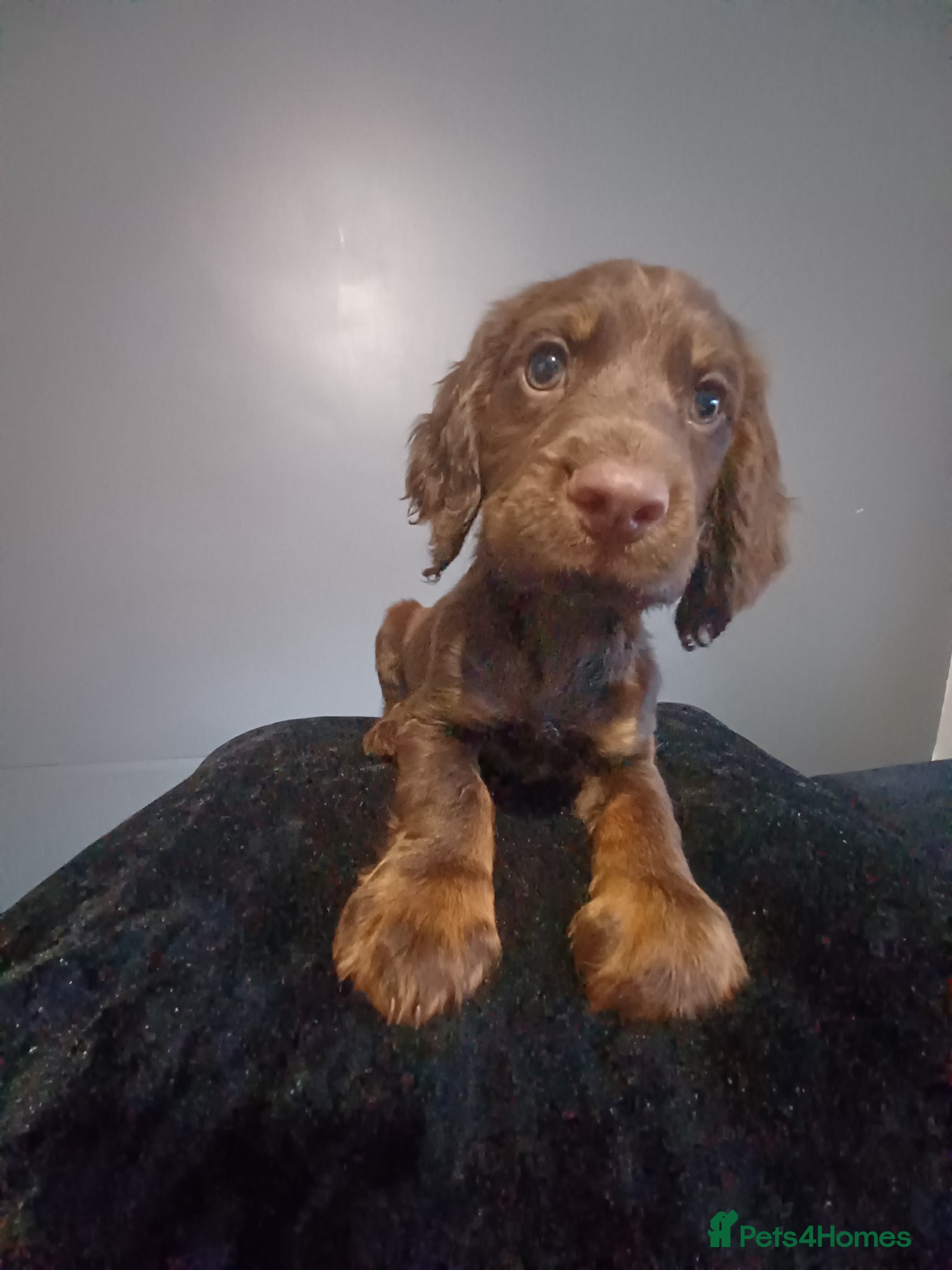 English Springer Spaniel dogs 9 week old puppy  - Advert 1