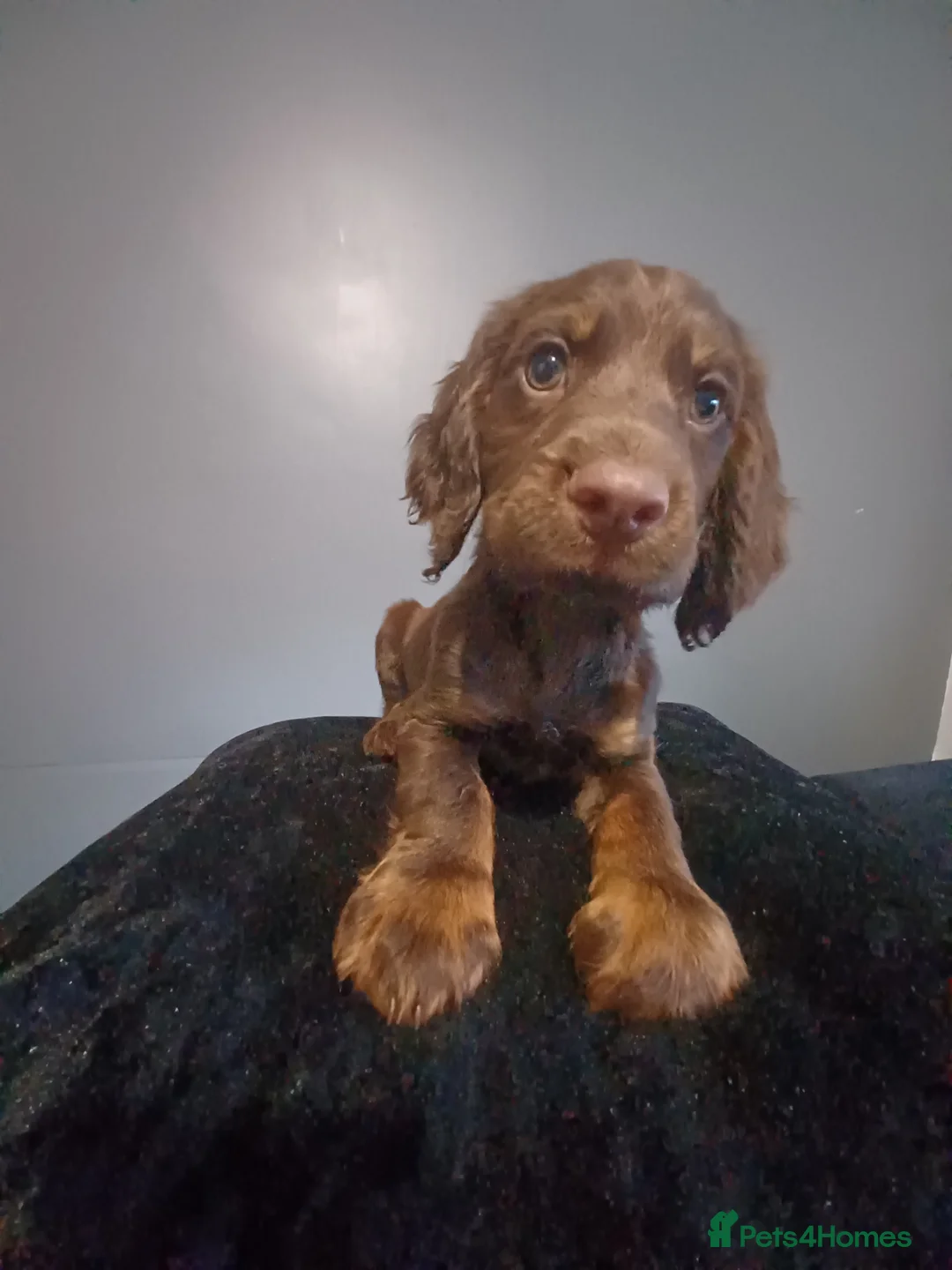 English Springer Spaniel dogs for sale: 9 week old puppy  - Advert 1