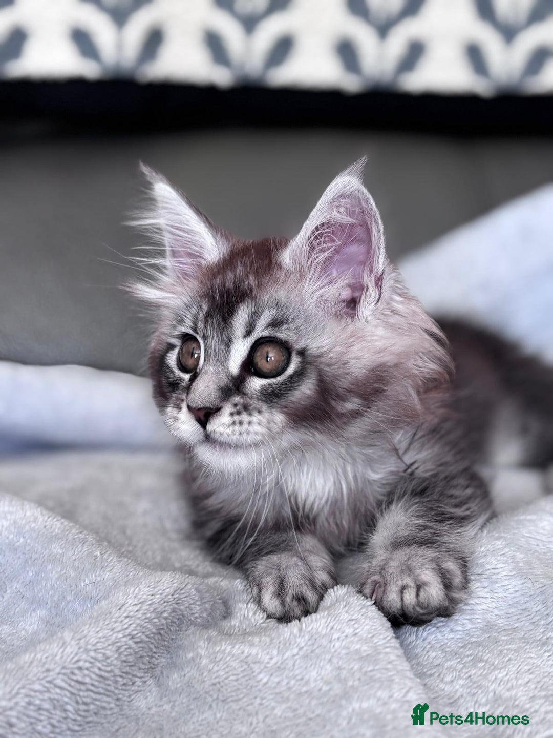 Maine Coon cats for sale: Our little Bertie is available  - Image 4