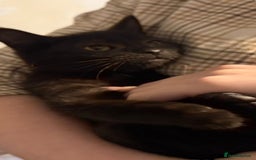 Domestic Shorthair cats for sale: Lovely Litter of Kittens - Image 6