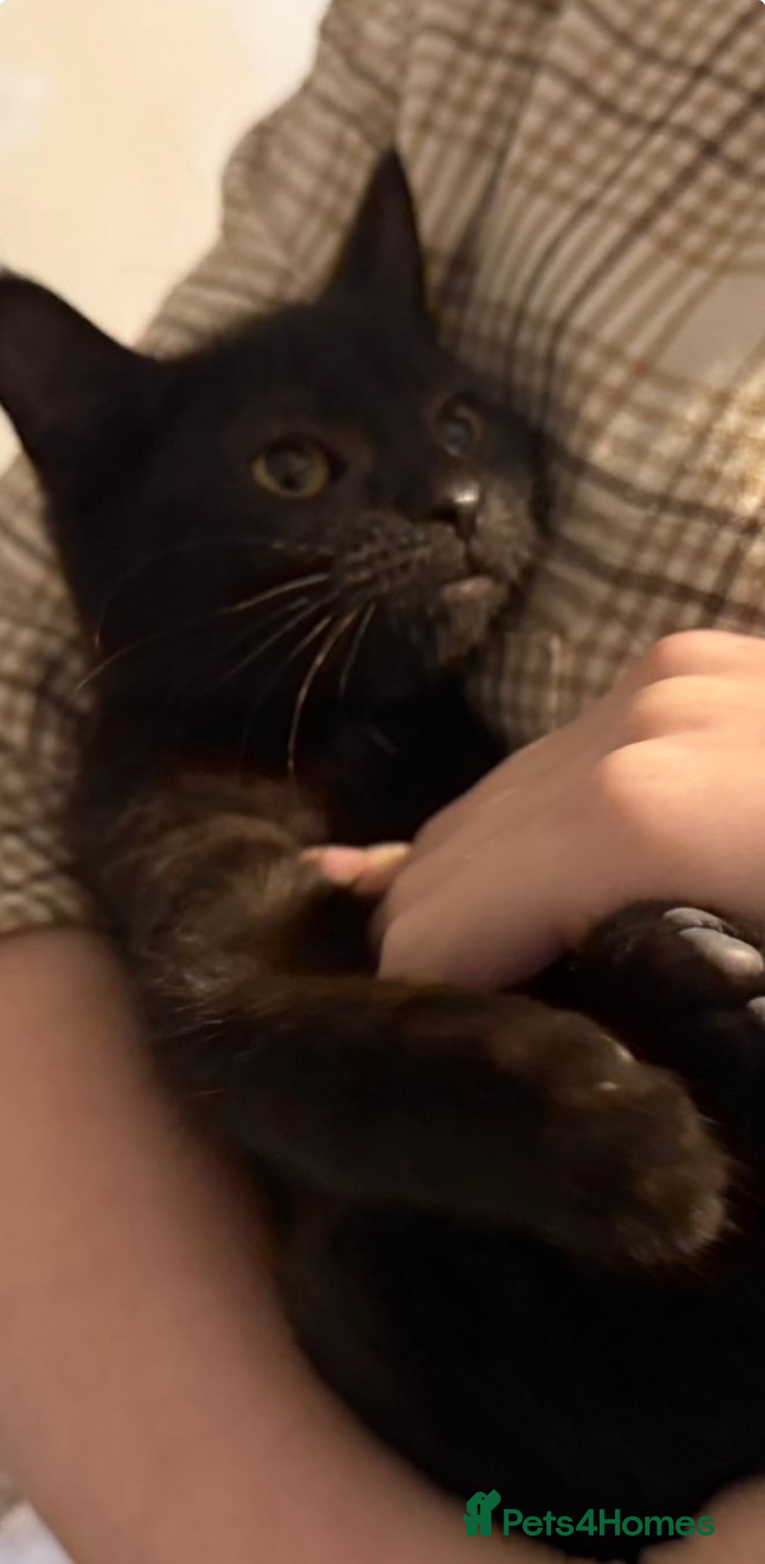 Domestic Shorthair cats for sale: Lovely Litter of Kittens - Image 6