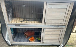 Guinea Pig rodents for sale: 4 Guinea pigs, hutches and accessories  - Image 3