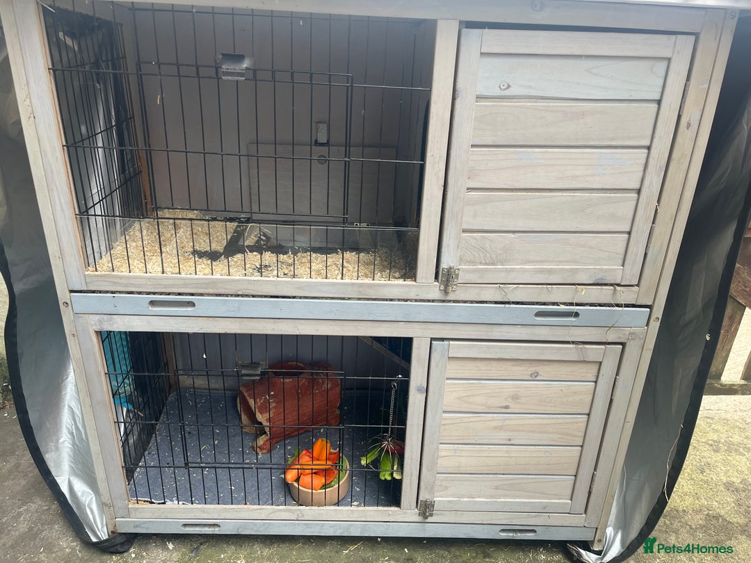Guinea Pig rodents for sale: 4 Guinea pigs, hutches and accessories  - Image 3