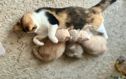 British Shorthair cats for sale: Beautiful , soft teddy bears 🩷🩷💙 - Image 6