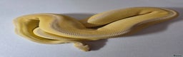 Snake reptiles for sale: Ball pythons  - Advert 8