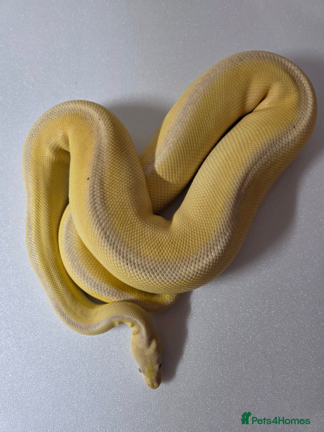 Snake reptiles for sale: Ball pythons  - Advert 8