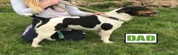 Jack Russell dogs for sale: Jack Russell Puppies for sale - Advert 11