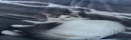 Aegean cats for sale: Beautiful Cat For Sale - Advert 2