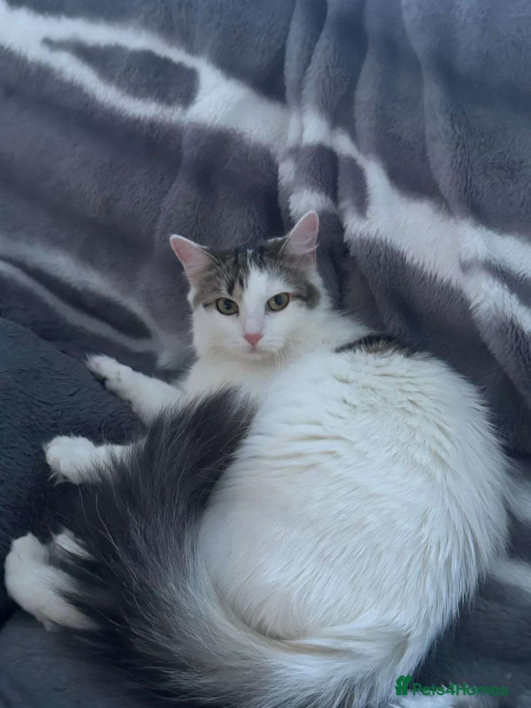 Aegean cats for sale: Beautiful Cat For Sale - Advert 2