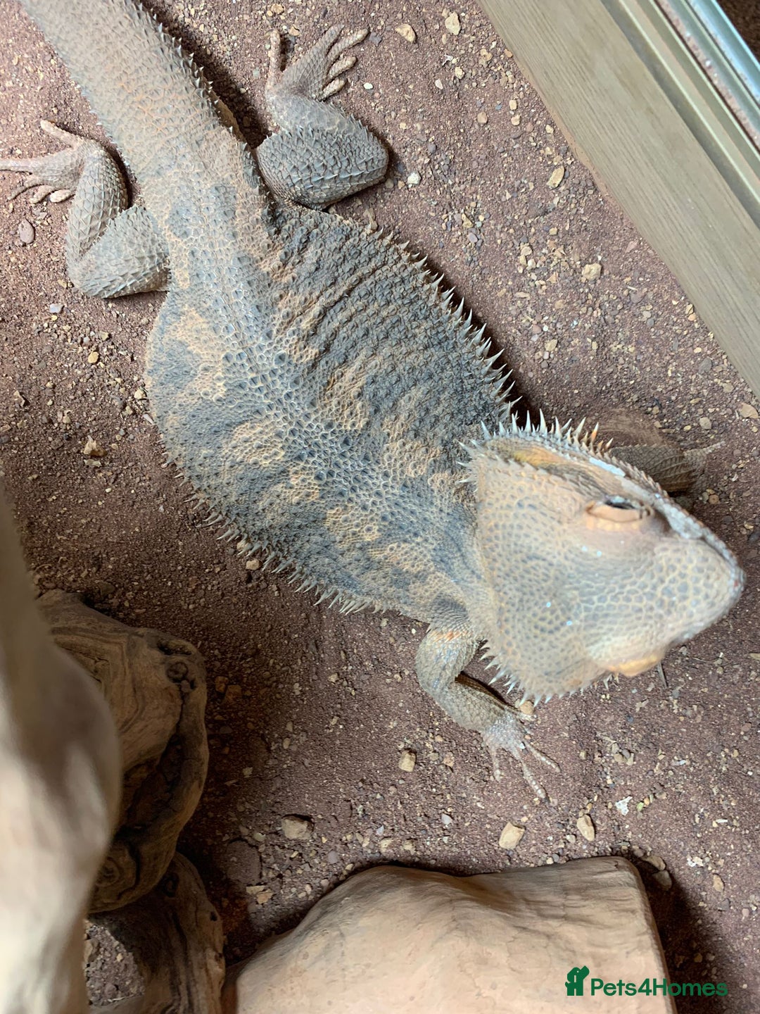 Bearded Dragon reptiles for sale: Bearded Dragon for Sale - Advert 3