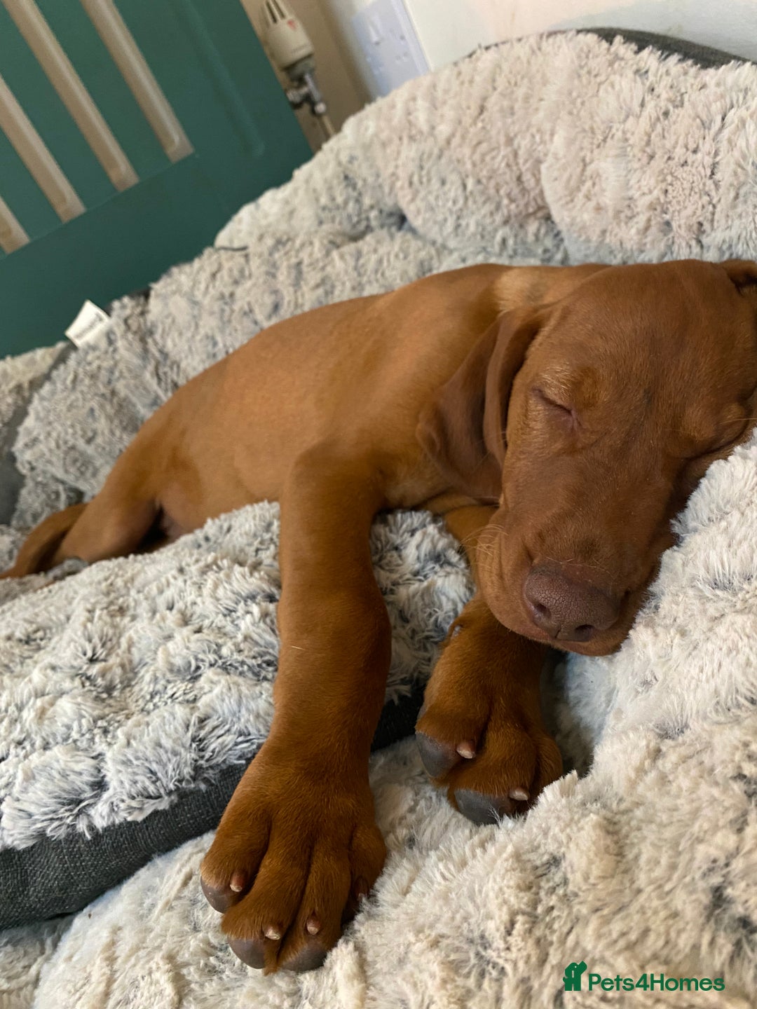 Hungarian Vizsla dogs for sale: *Bruno* Top class bred male Vizsla pup in Barnard Castle - Image 5