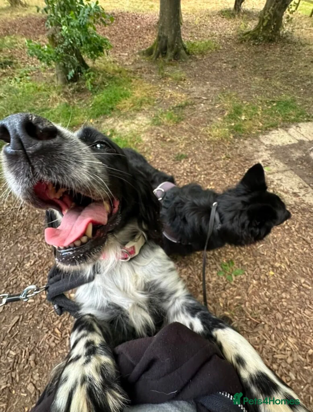 English Setter dogs for adoption: Mara  in Leighton Buzzard - Advert 1