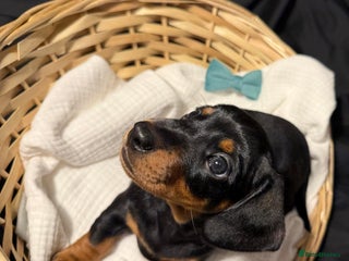 Miniature Dachshund dogs - Advert 1