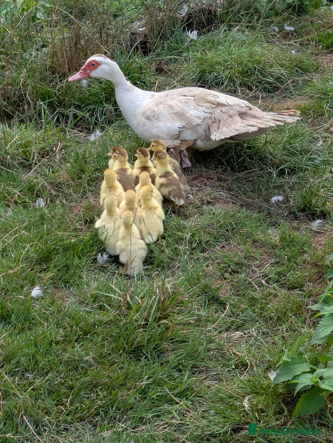 Ducks poultry for sale: Various ducklings  - Image 7