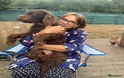 Lagotto Romagnolo dogs for adoption: DEXTER - a superb Lagotto boy for a Loving Home - Image 1