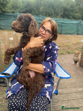 DEXTER - a superb Lagotto boy for a Loving Home