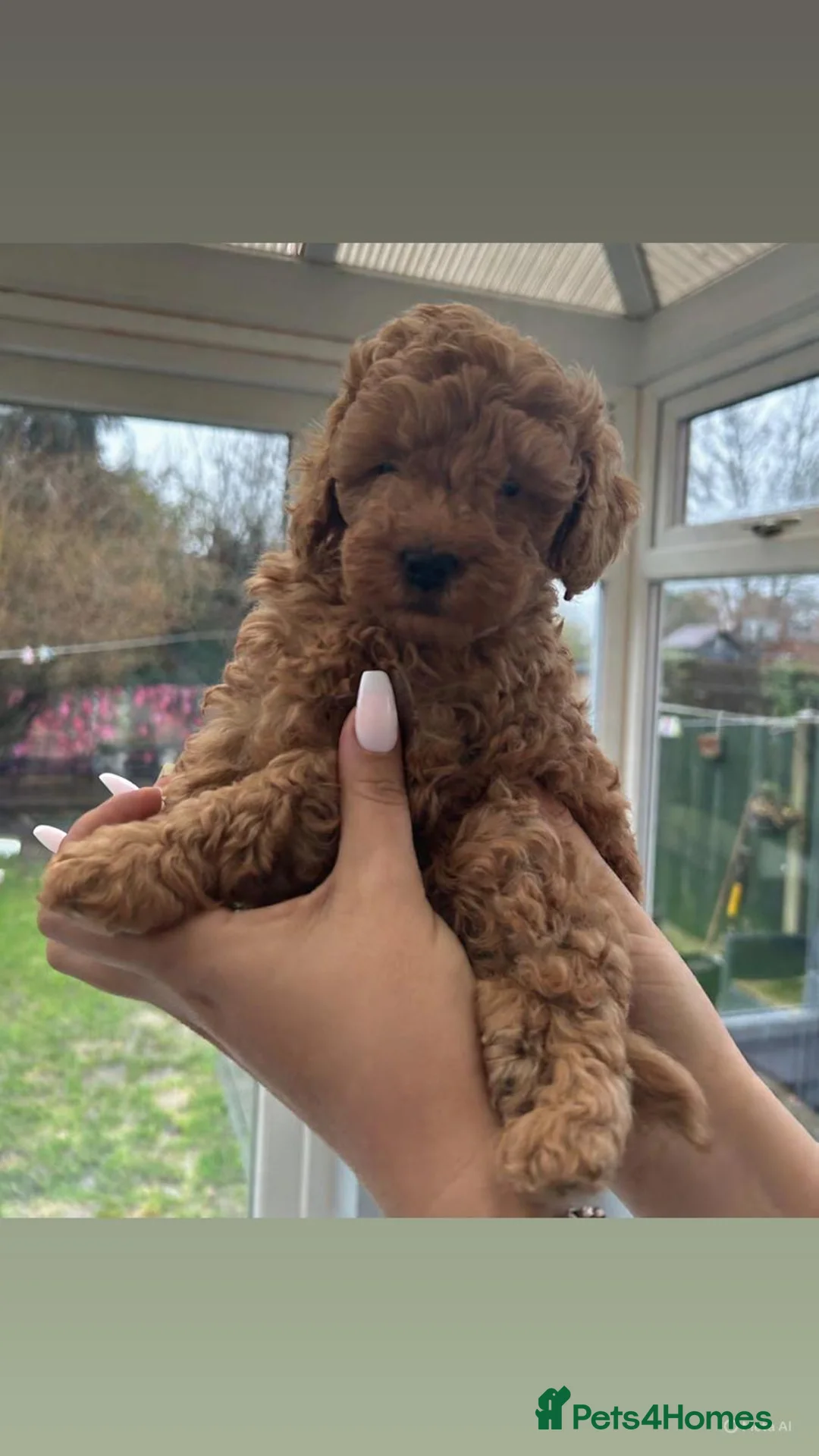 Toy Poodle dogs for sale: Beautiful toy poodle  - Advert 8