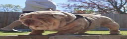 English Bulldog dogs for stud: Hellboy son of Mr Muscles  - Advert 5