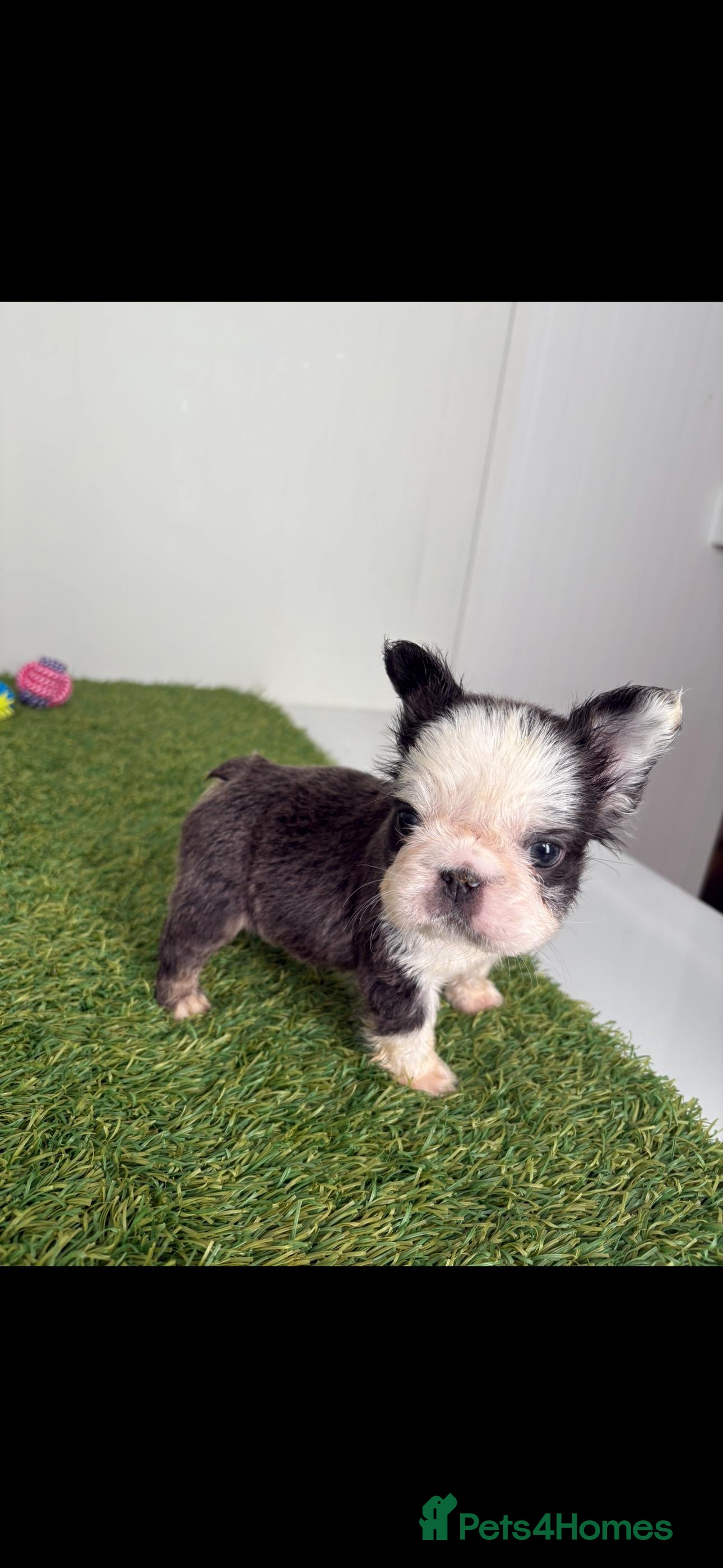 French Bulldog dogs Luxury Female full fluffy panda husky  - Advert 3