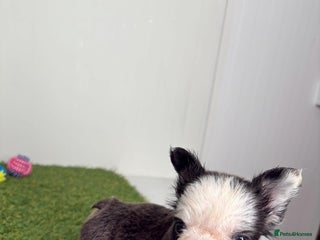 French Bulldog dogs Luxury Female full fluffy panda husky - Advert 3