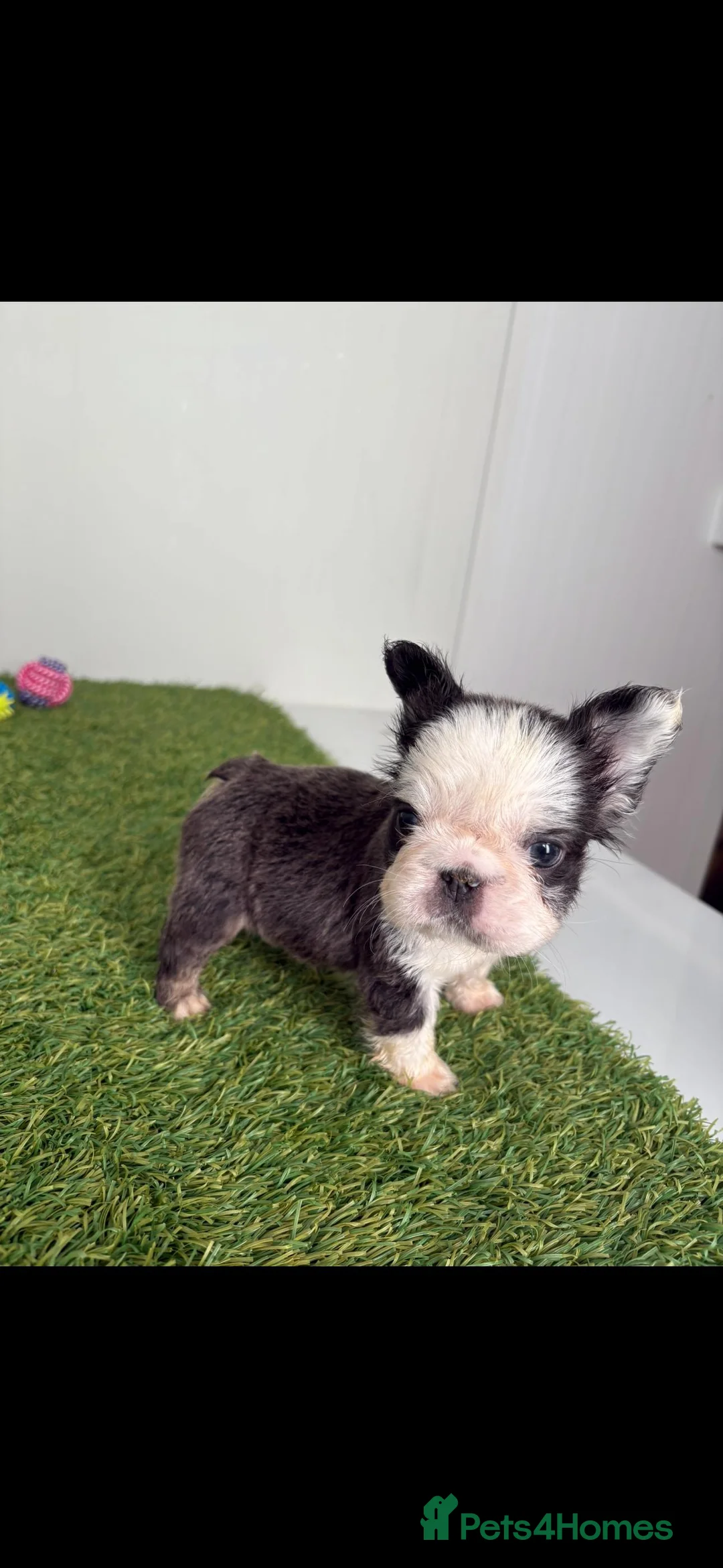 French Bulldog dogs for sale: Luxury Female full fluffy panda husky  - Advert 2