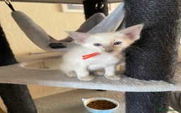 Balinese cats for sale: Beautiful Pedigree Balinese Kittens - Image 3