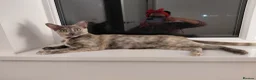 Mixed Breed cats for sale: Lovely kittens looking for forever home - Advert 3