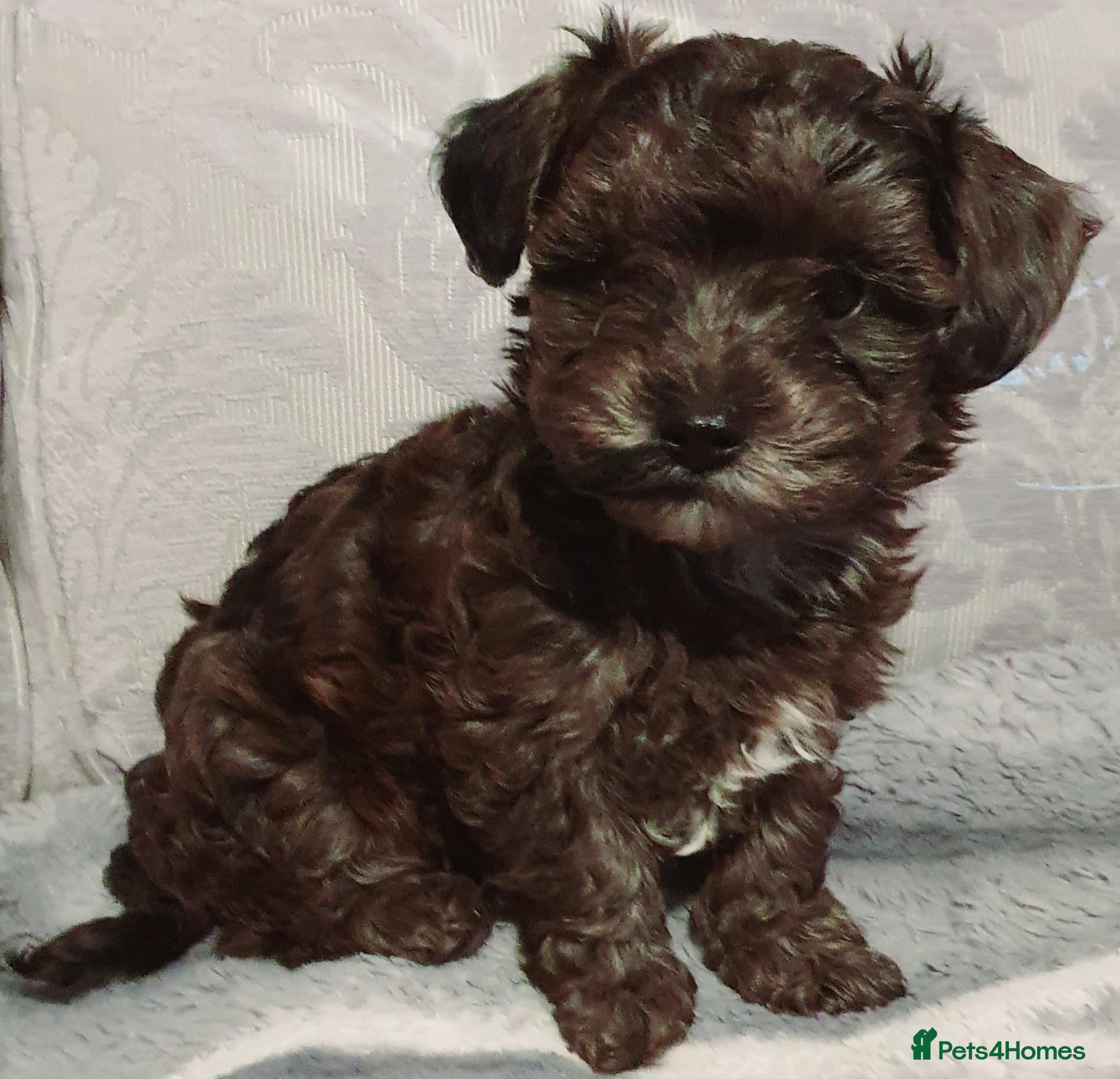 Maltipoo dogs for sale: F1 multipoo toy puppies  - Advert 1