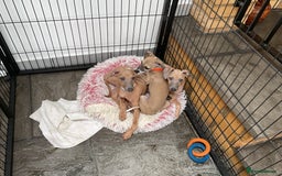 Italian Greyhound dogs for sale:  Beautiful Italian greyhound puppies  - Image 10