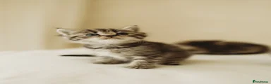 Persian 3